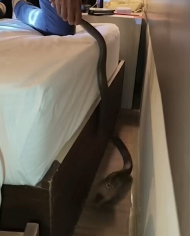 蛇王小心翼翼地捉住蛇的尾部,再待適當時候將蛇抽至床上。(X)