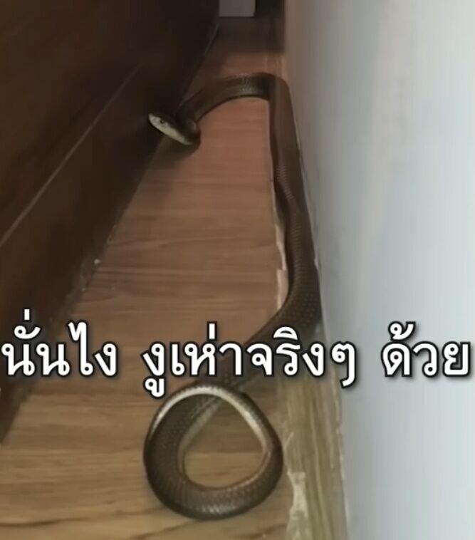 蛇王將床拉離牆壁,就見一條蛇滾到地上,不住扭動。(X)