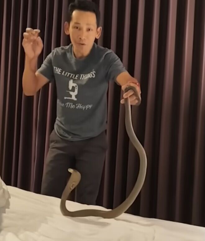 這條眼鏡蛇長約1.5公尺,顯得非常激動,靠近時甚至試圖防禦性攻擊。(X)