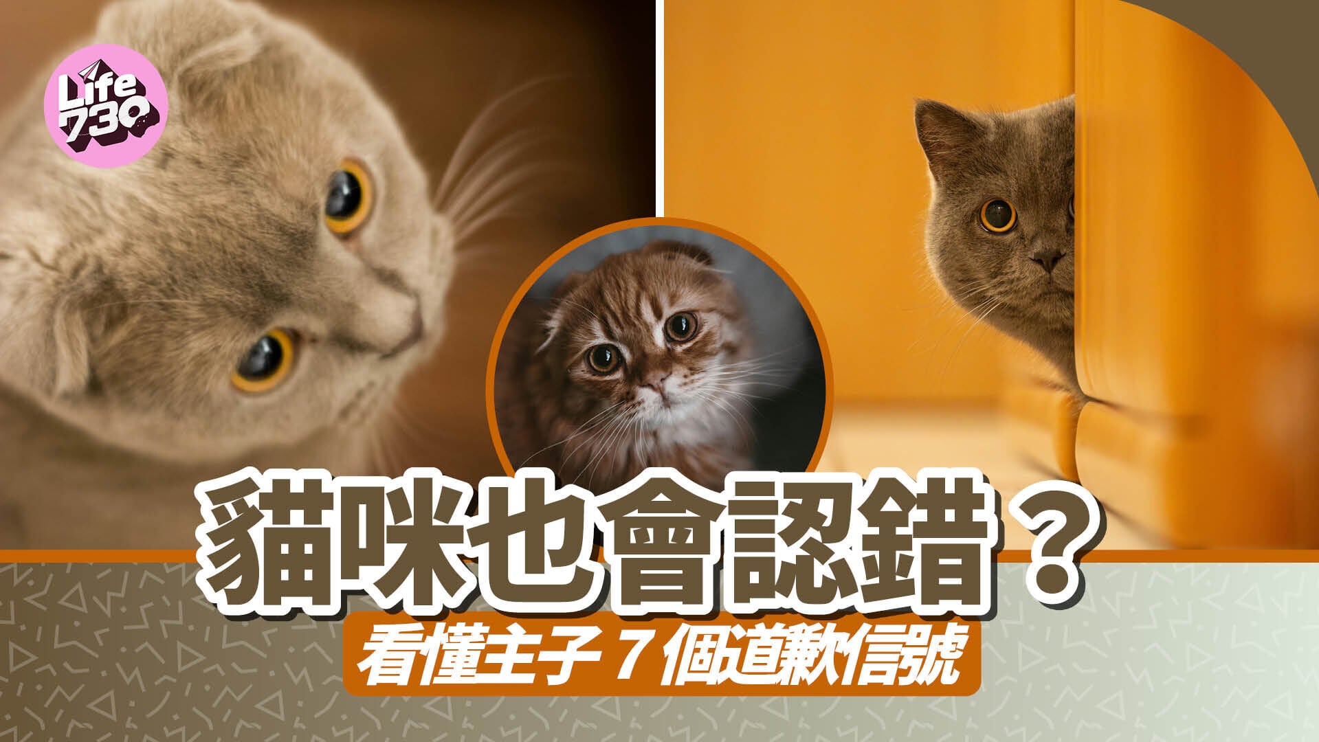 貓咪也會認錯？看懂主子 7 個道歉信號