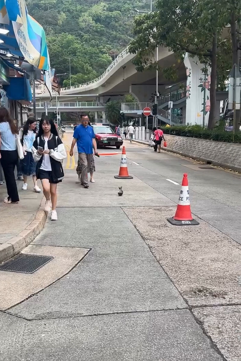 筲箕灣有一條鮮魚跌出馬路「紮紮跳」,其後被一名男子徒手生擒拾起。(Threads影片截圖)