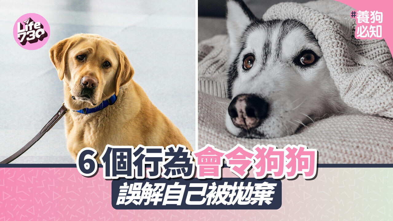 養狗必知｜6 個行為會令狗狗誤解自己被拋棄