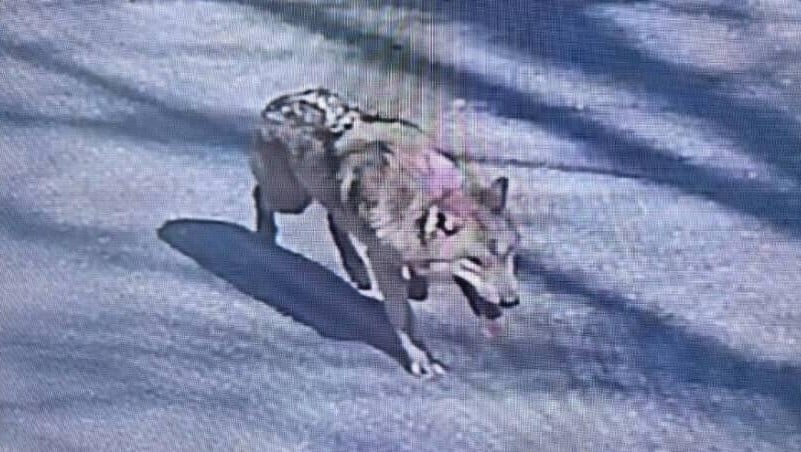 公狼由韓大田動物園逃走8日　無人機無電致圍捕失敗