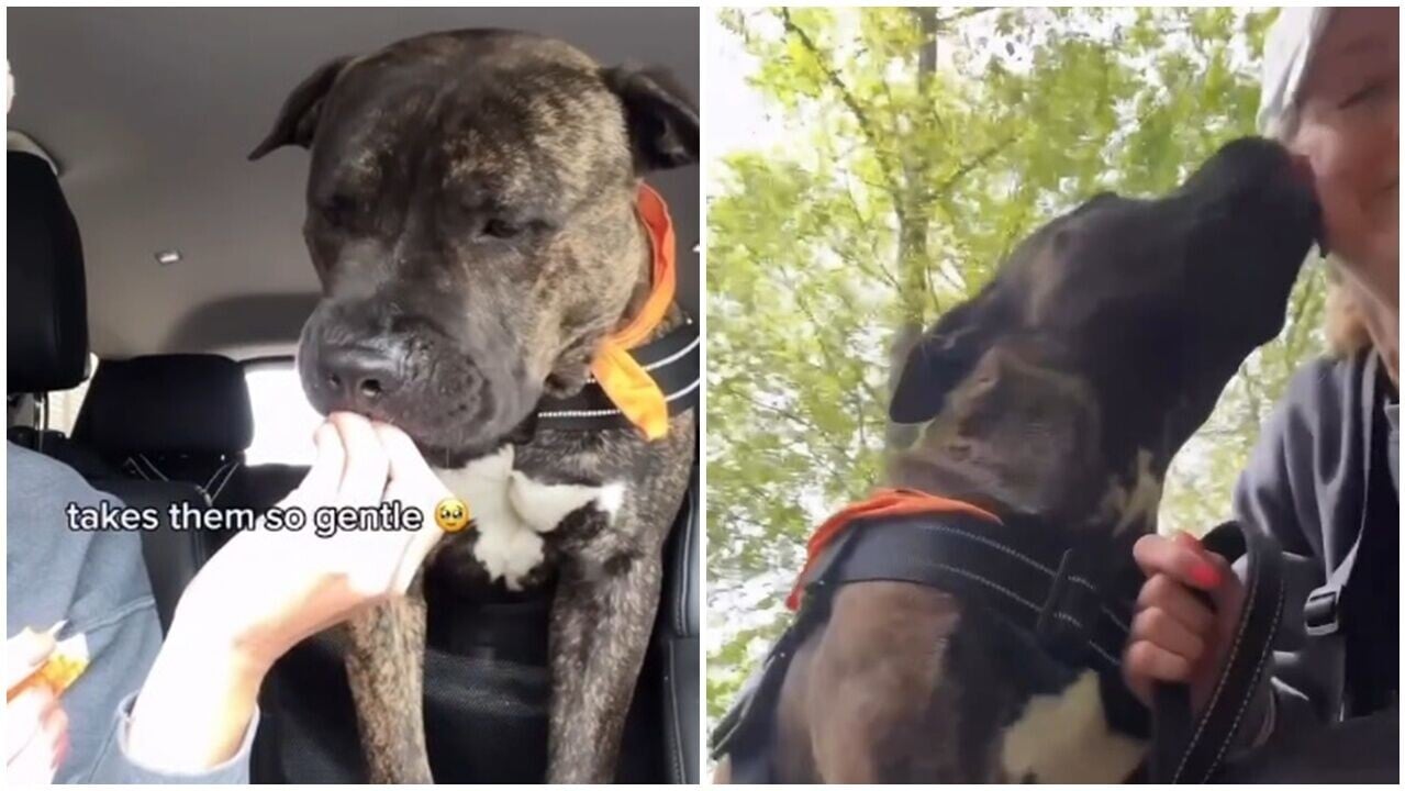 狗狗安樂死前獲最後散步，活在當下享受炸雞，結局讓數萬網民淚了。(IG)