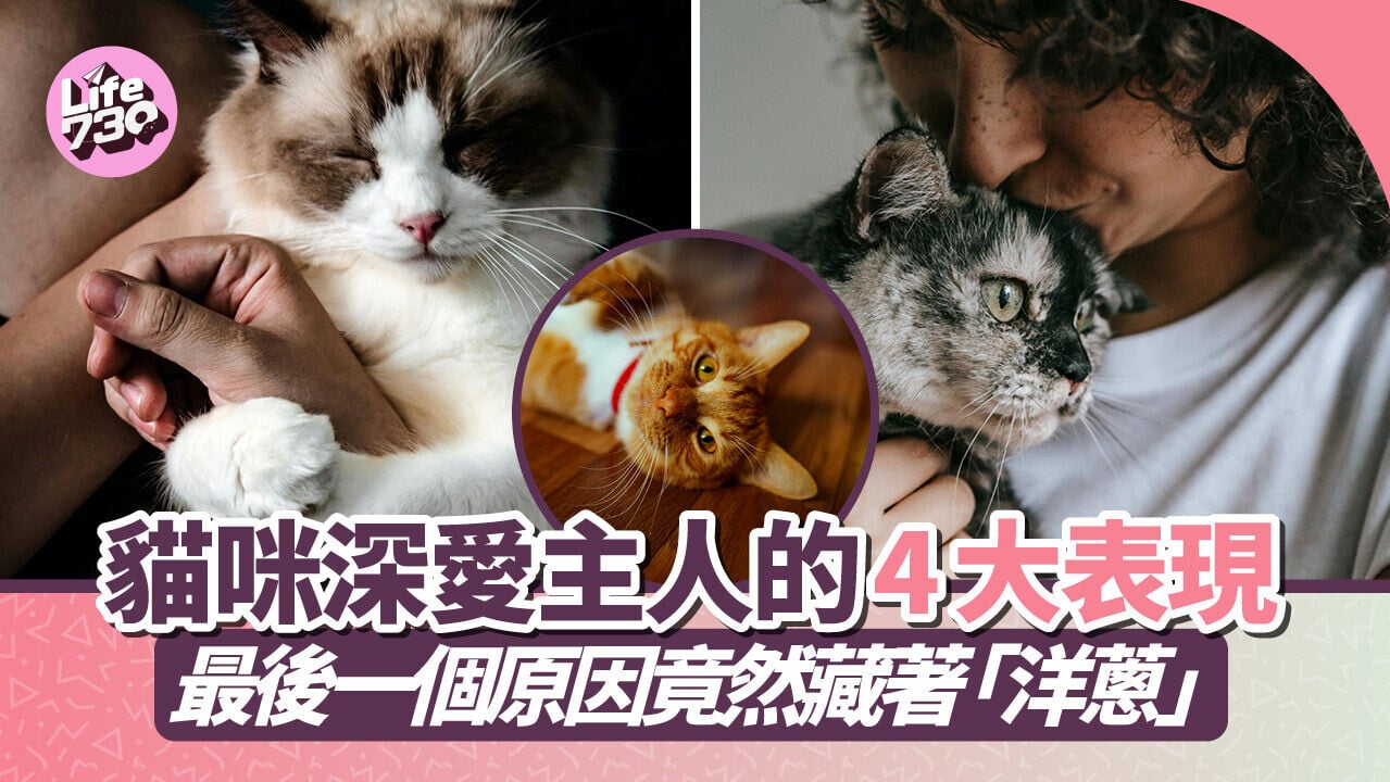 貓咪深愛主人的4大表現　最後一個原因竟然藏著「洋蔥」