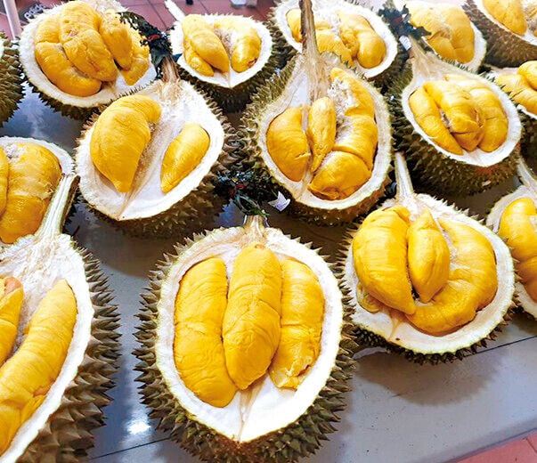 到人氣果園Orchard Hill，任食各種名貴榴槤。