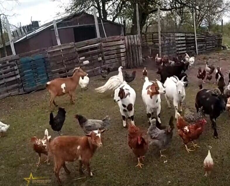 羊、雞、鴨等動物為數不少