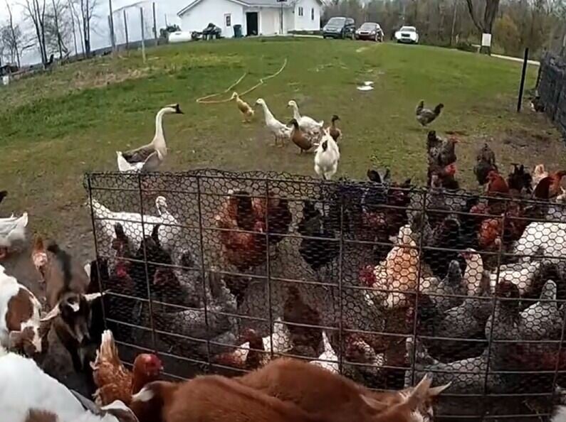 ANIMAL (5)
