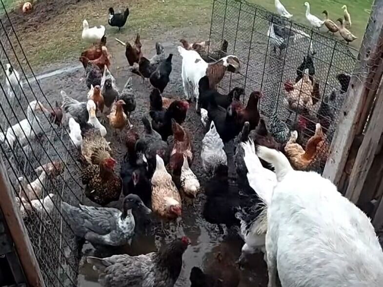 美國警員把動物趕回農場