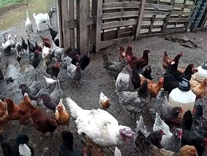 美國警員把動物趕回農場