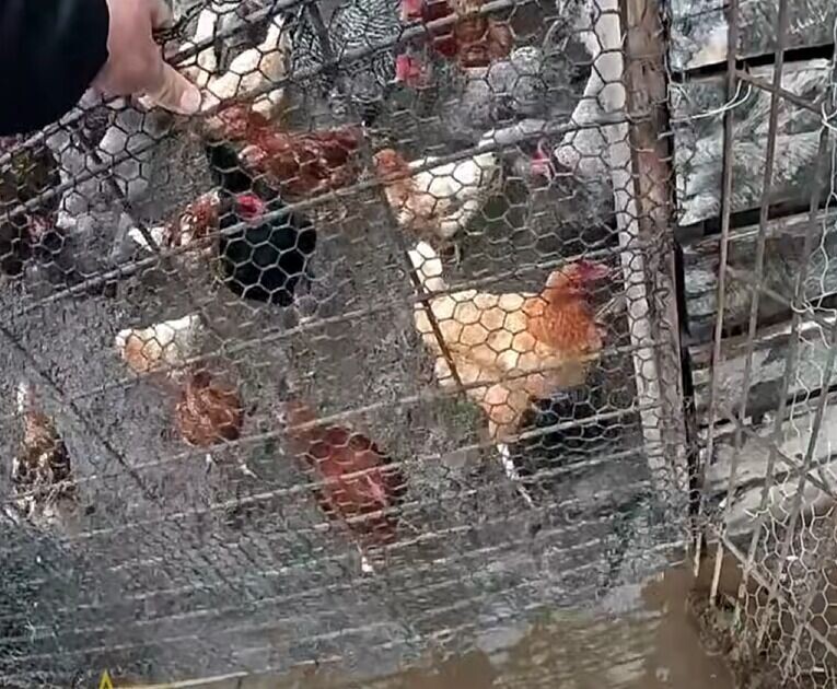 美國警員把動物趕回農場