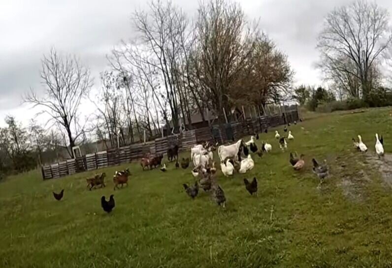 美國印第安納州出現動物集體離開農場事件