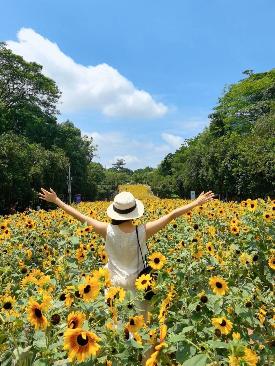 🌻儿童节向日葵花海打卡🌻 1 辛西娅🌙 来自小红书网页版