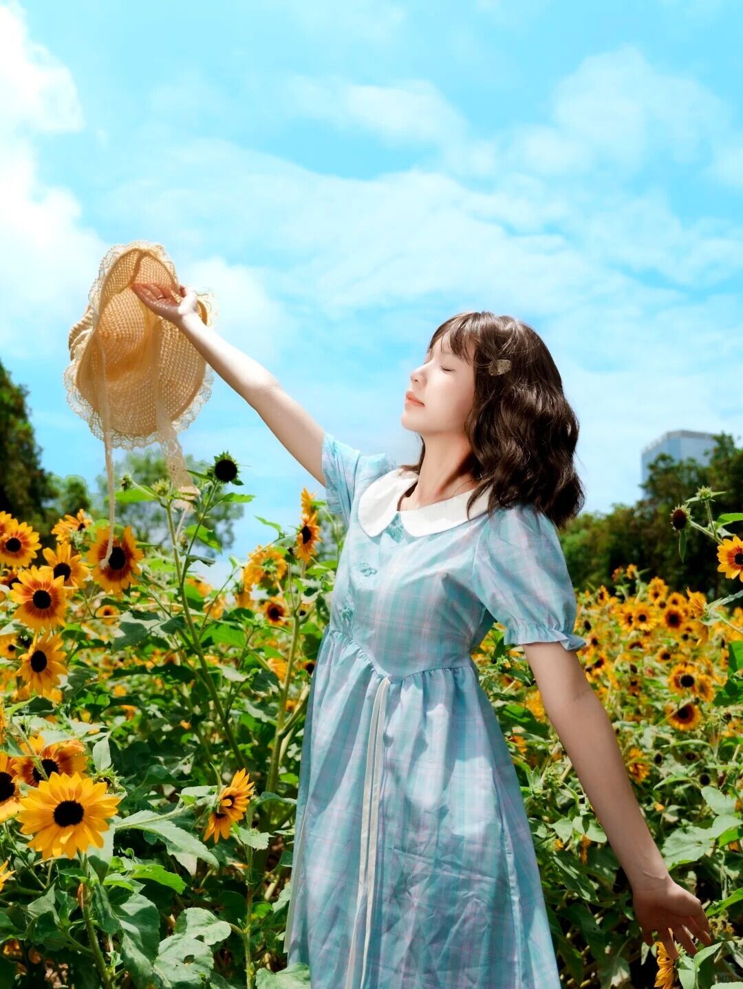 市民中心的向日葵🌻开了 3 良辰 来自小红书网页版