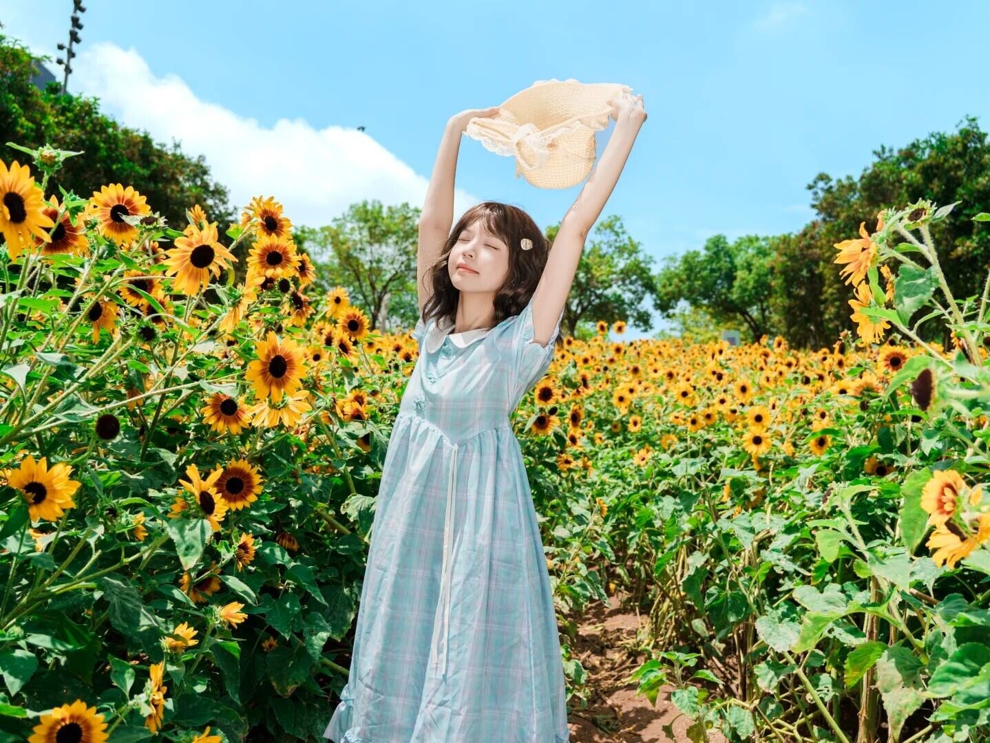 市民中心的向日葵🌻开了 2 良辰 来自小红书网页版