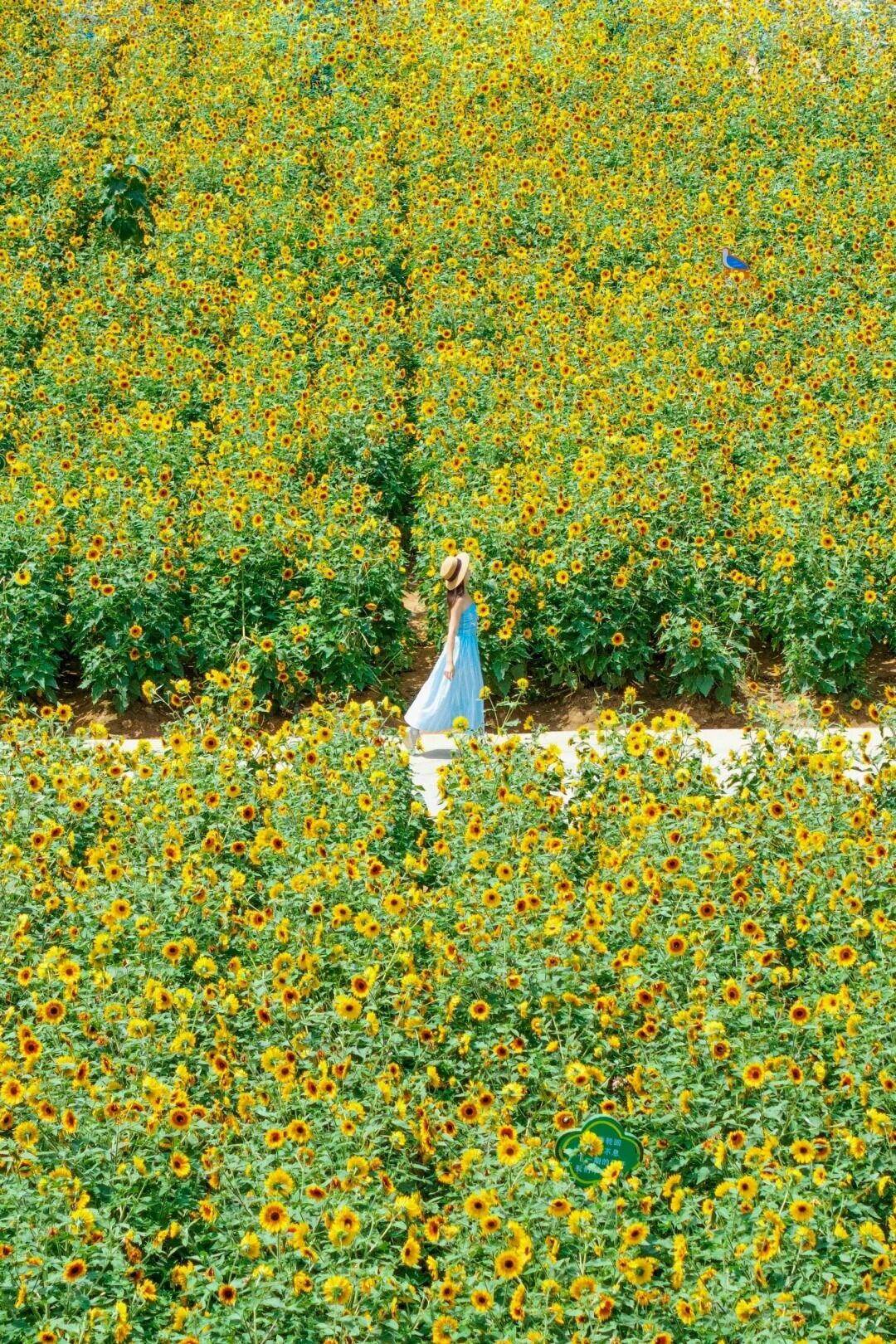 不用去光明了🌻深圳这里的花已经开爆啦 1 潇潇的旅行日记 来自小红书网页版