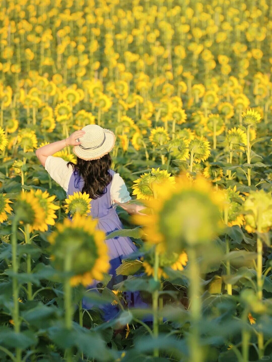 深圳|这是一个开满向日葵的山坡🌻 5 徐星星的旅记🌟 来自小红书网页版