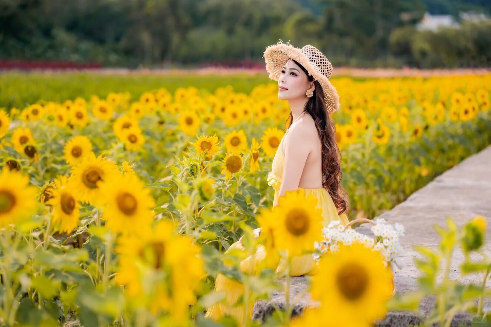 這個夏天,總要看一次向日葵🌻 11 Joanna 来自小红书网页版