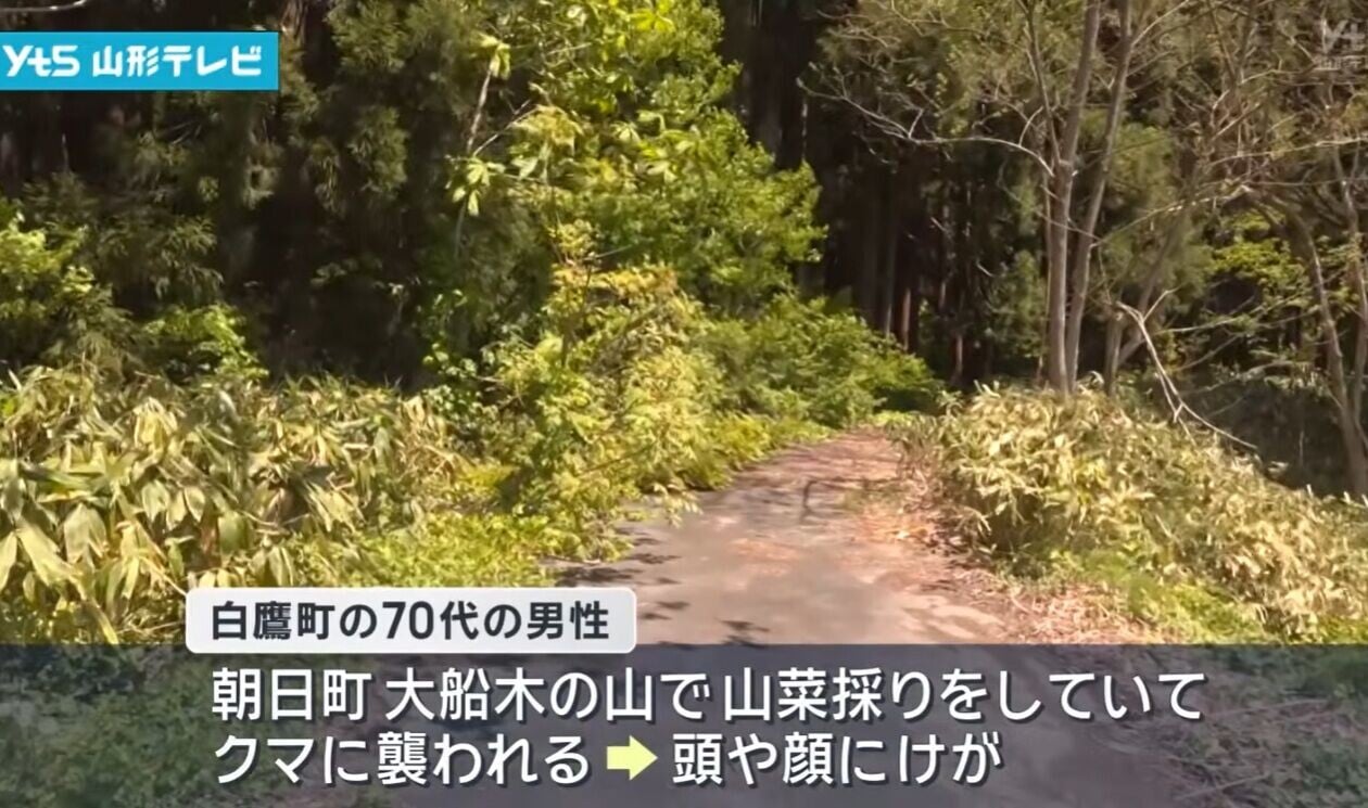 日本熊患