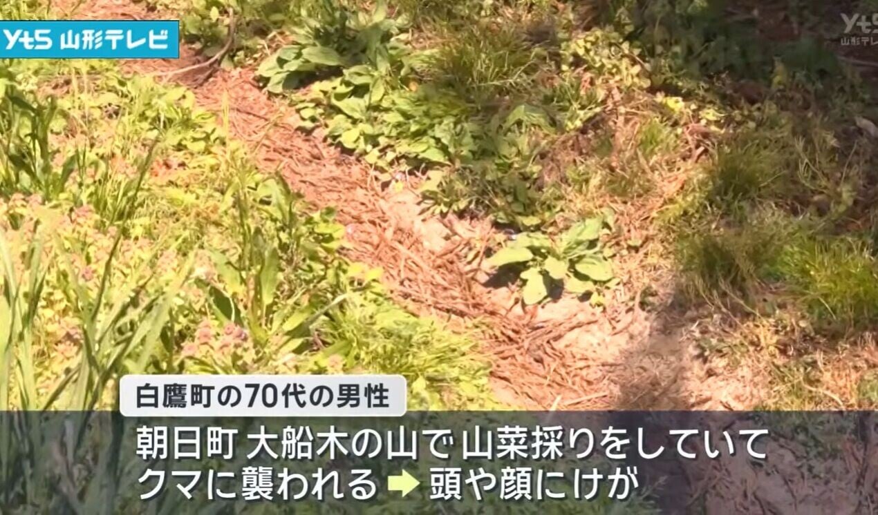 日本熊患