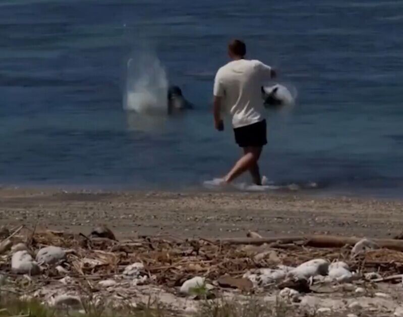 石頭落在海豹頭部附近,海豹受到驚嚇從水中猛然後退。(X)