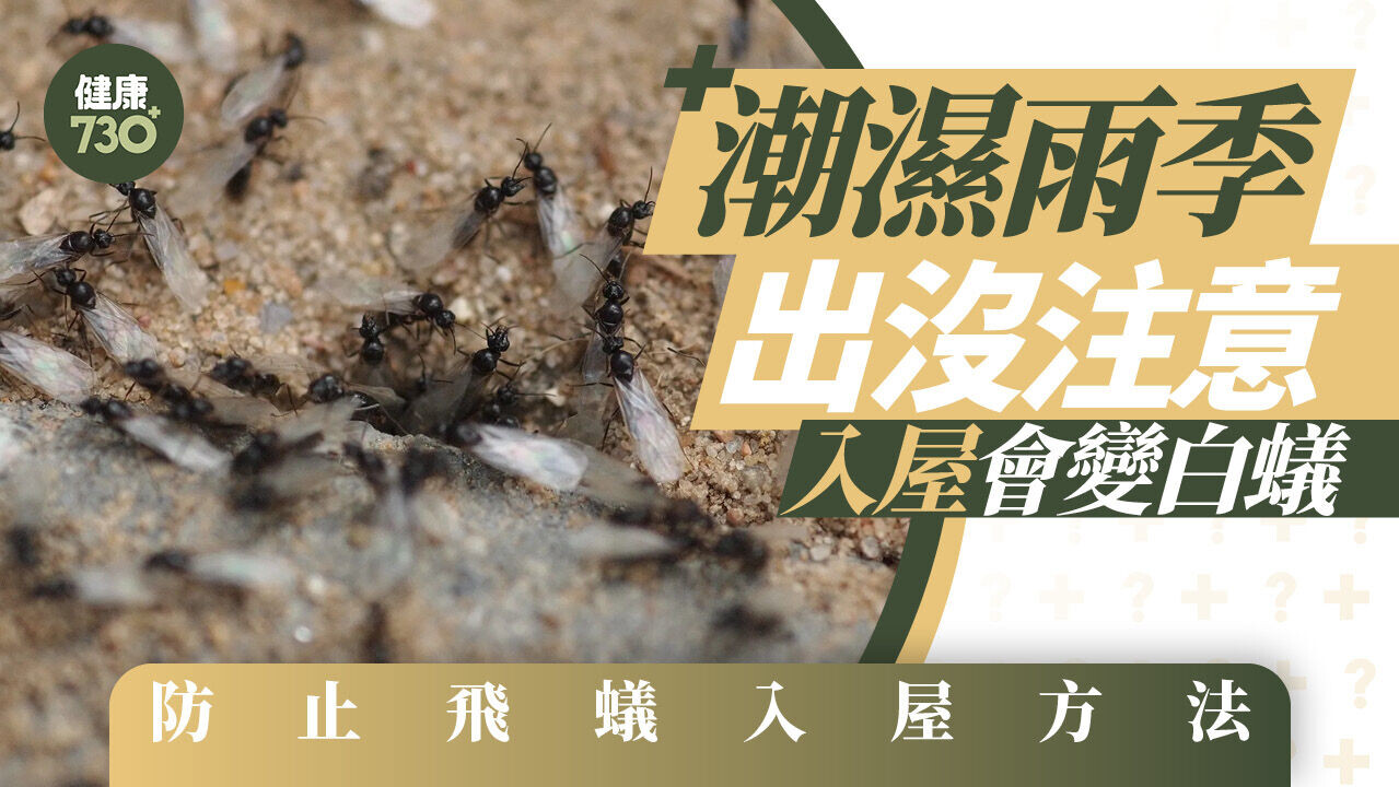 防止飛蟻入屋｜潮濕雨季出沒注意 入屋會變白蟻 附避免入屋方法