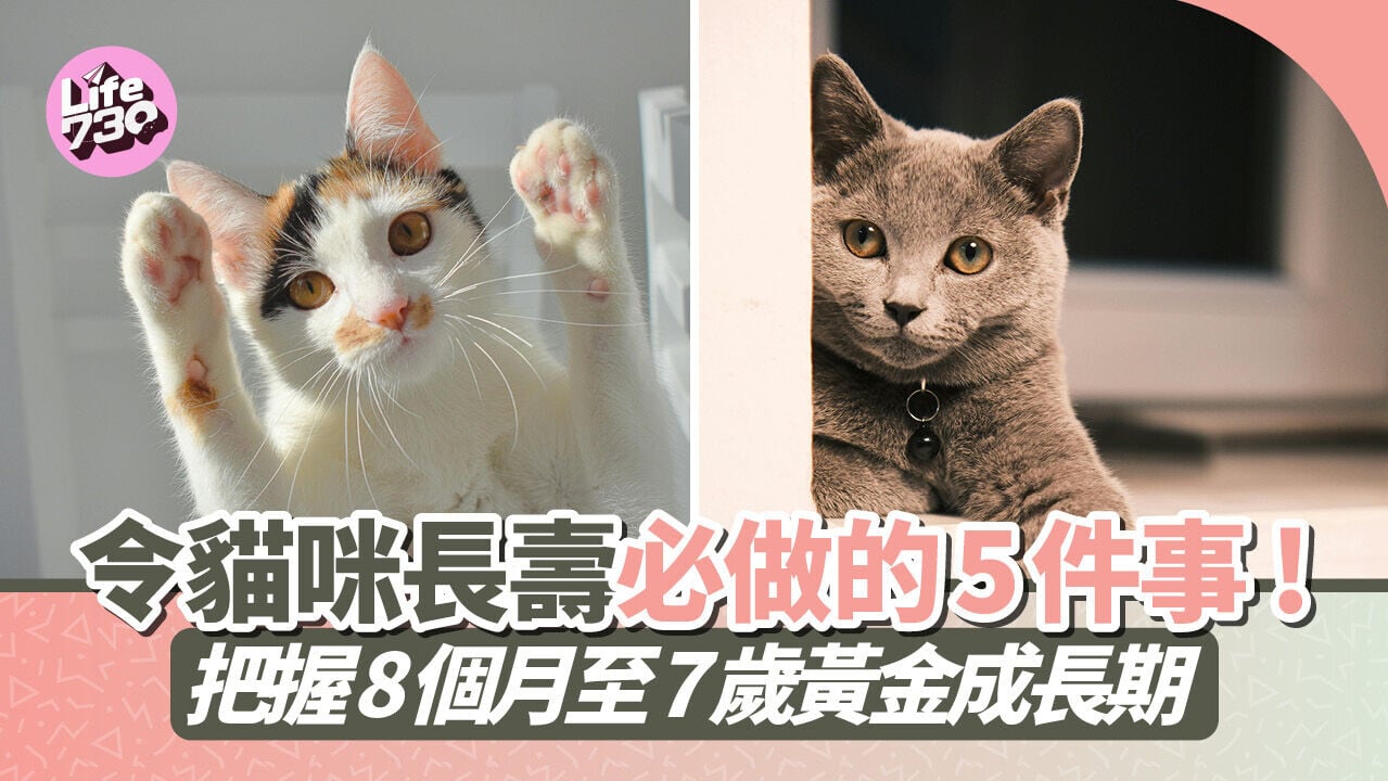 令貓咪長壽必做的5件事 ! 把握 8 個月至 7 歲黃金成長期