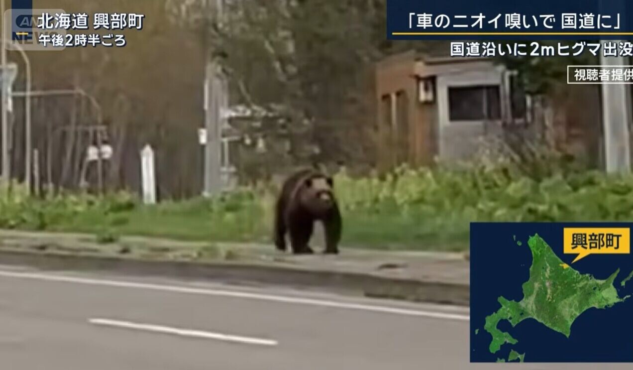 日本熊出沒