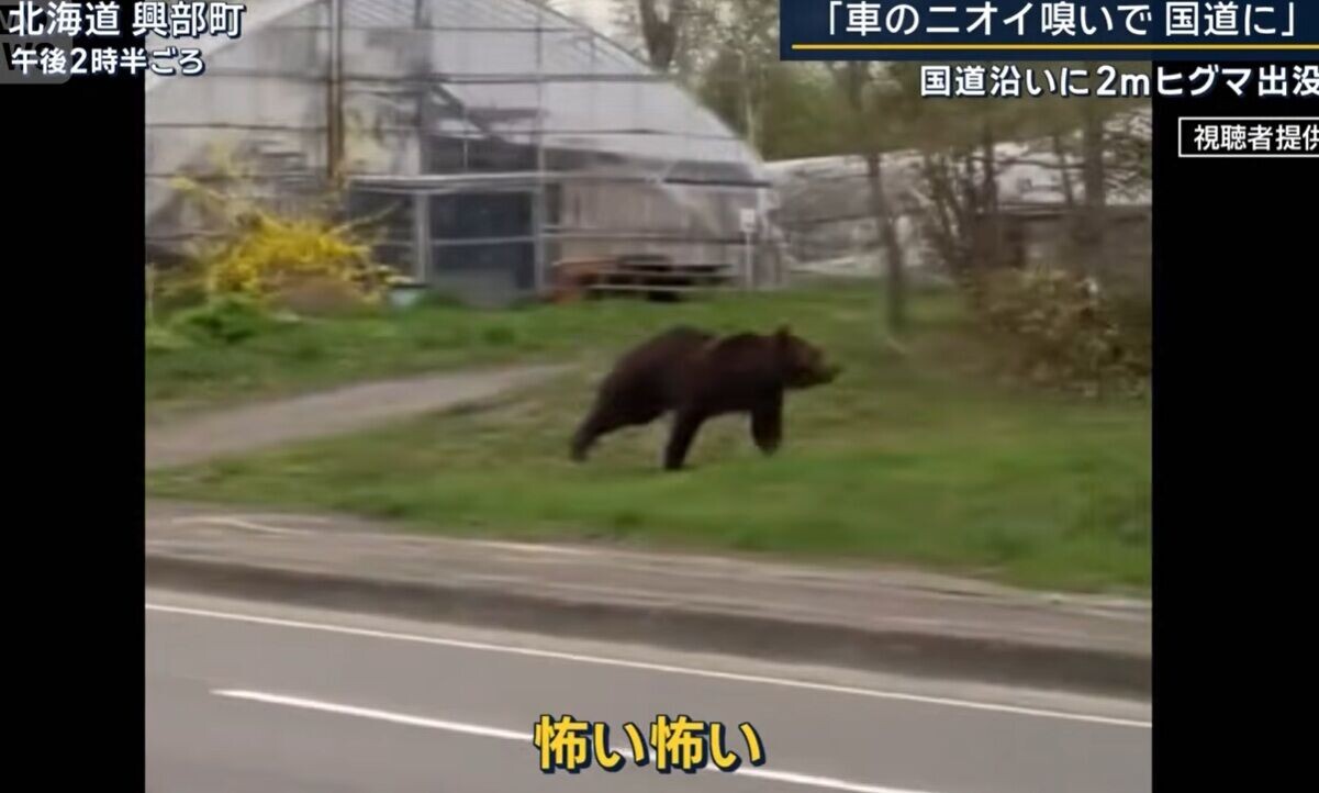 日本熊出沒