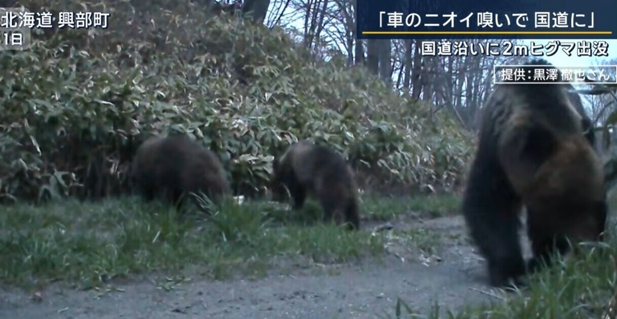 日本熊出沒