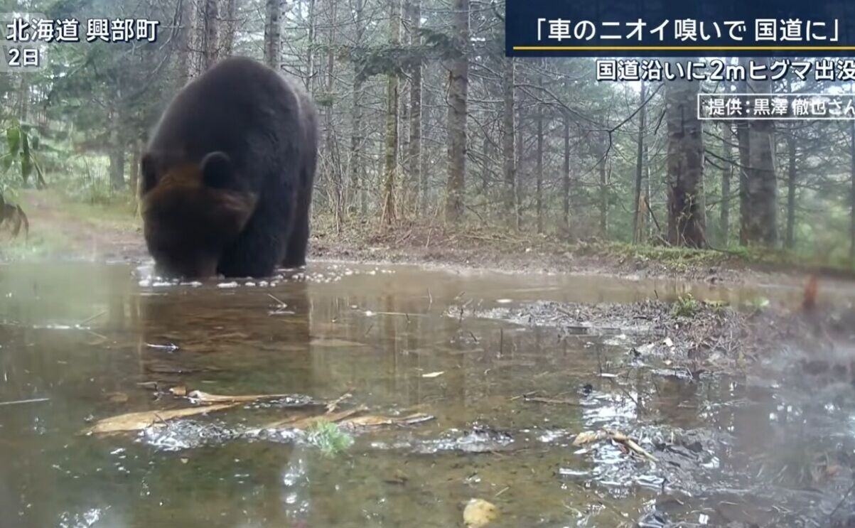 日本熊出沒