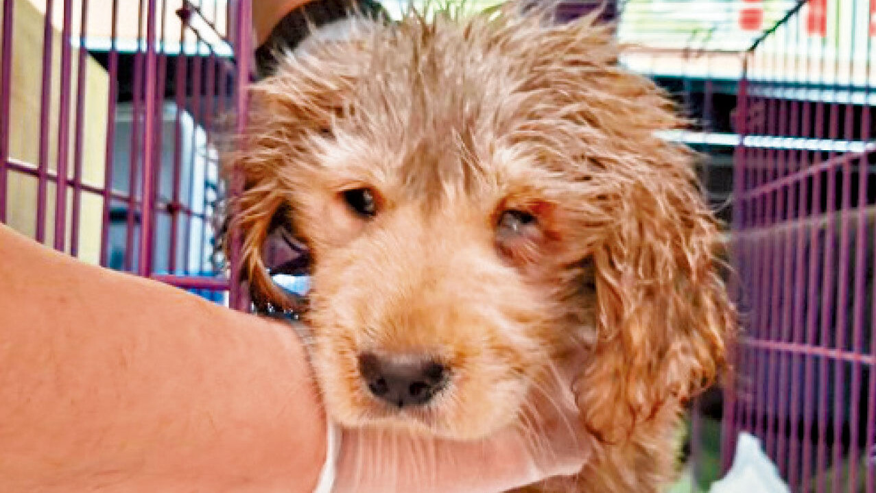 涉案金毛犬已安樂死。