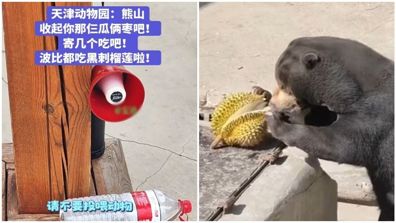 天津動物園勸阻投餵廣播句句誅心，牠們吃貓山王三文魚「你有閒錢對自己好點」。(微博)