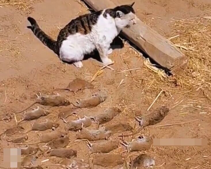 網民:這才是真正的滅鼠隊長