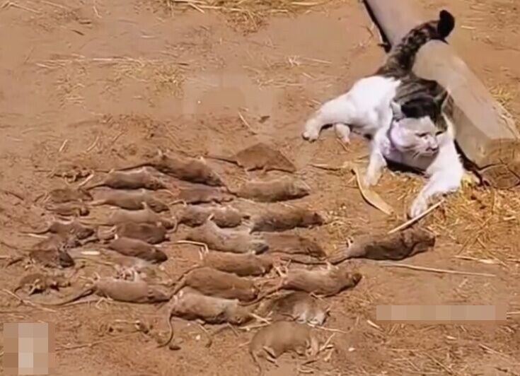 飼主:原來貓咪一直深藏不露,早就靜靜進入備戰狀態。(IG)