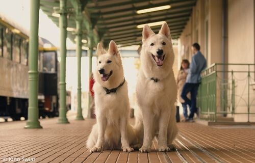 星級汪站長2:偷天換犬