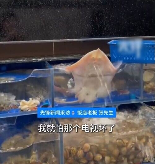 驚揭海鮮食材缸一條鰩魚每晚打烊後,都會拚命在打水,又會噴水,導致後方的電視機都被海水噴濕。(微博)