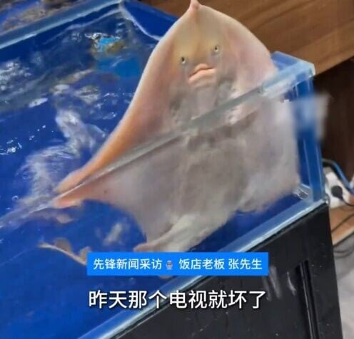 網民:牠努力為自己找了條生路。(微博)