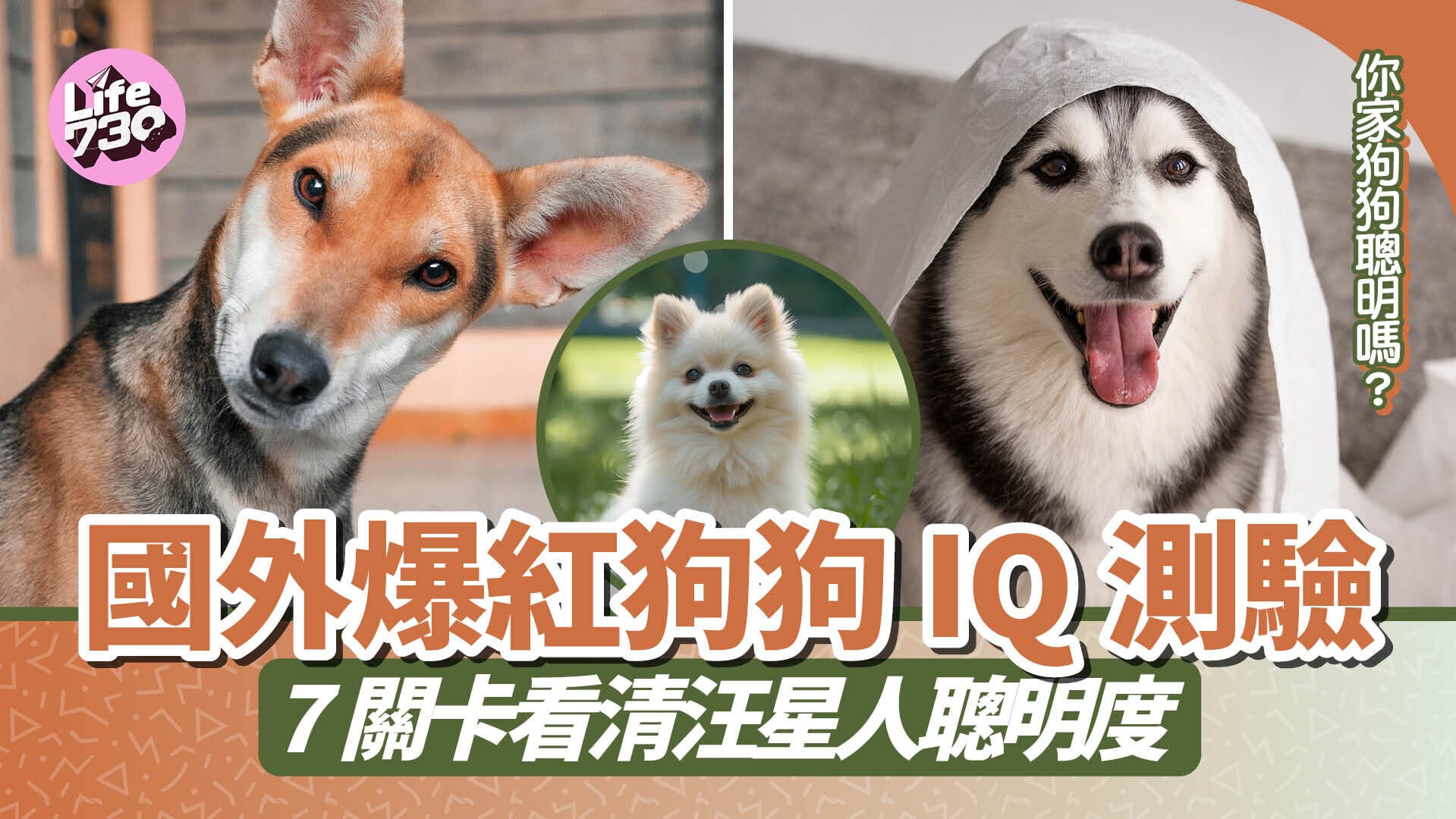 你家狗狗聰明嗎？國外爆紅狗狗IQ測驗　7關卡看清汪星人聰明度