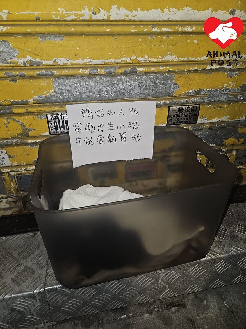 膠箱貼有手寫字條「請好心人收養剛出生小貓,牛奶是新買的」。(香港動物報圖片)