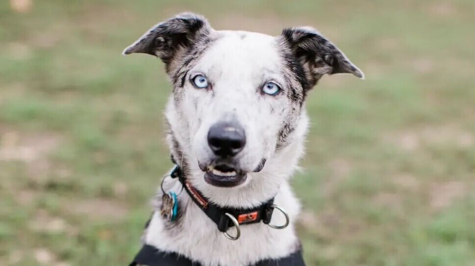 澳洲樹熊搜救犬貝爾