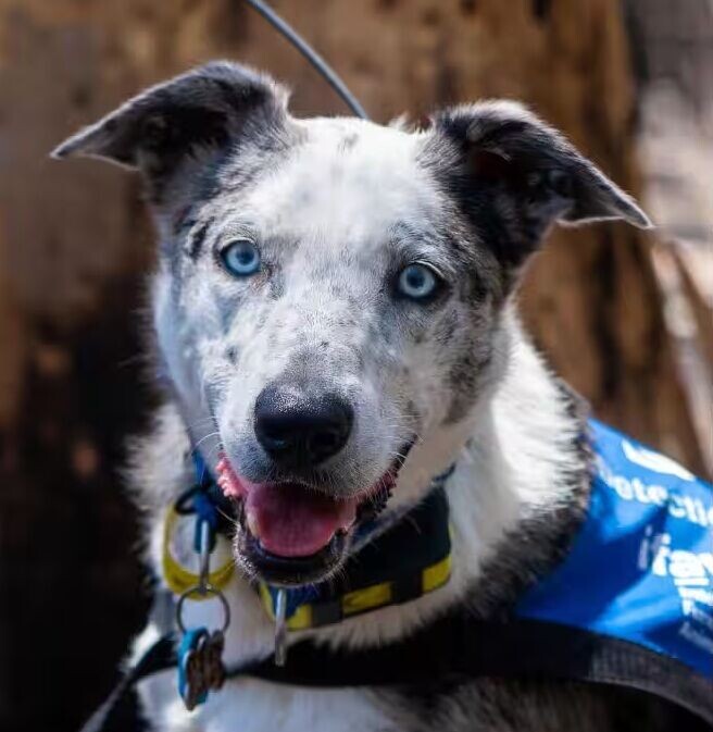 澳洲樹熊搜救犬貝爾