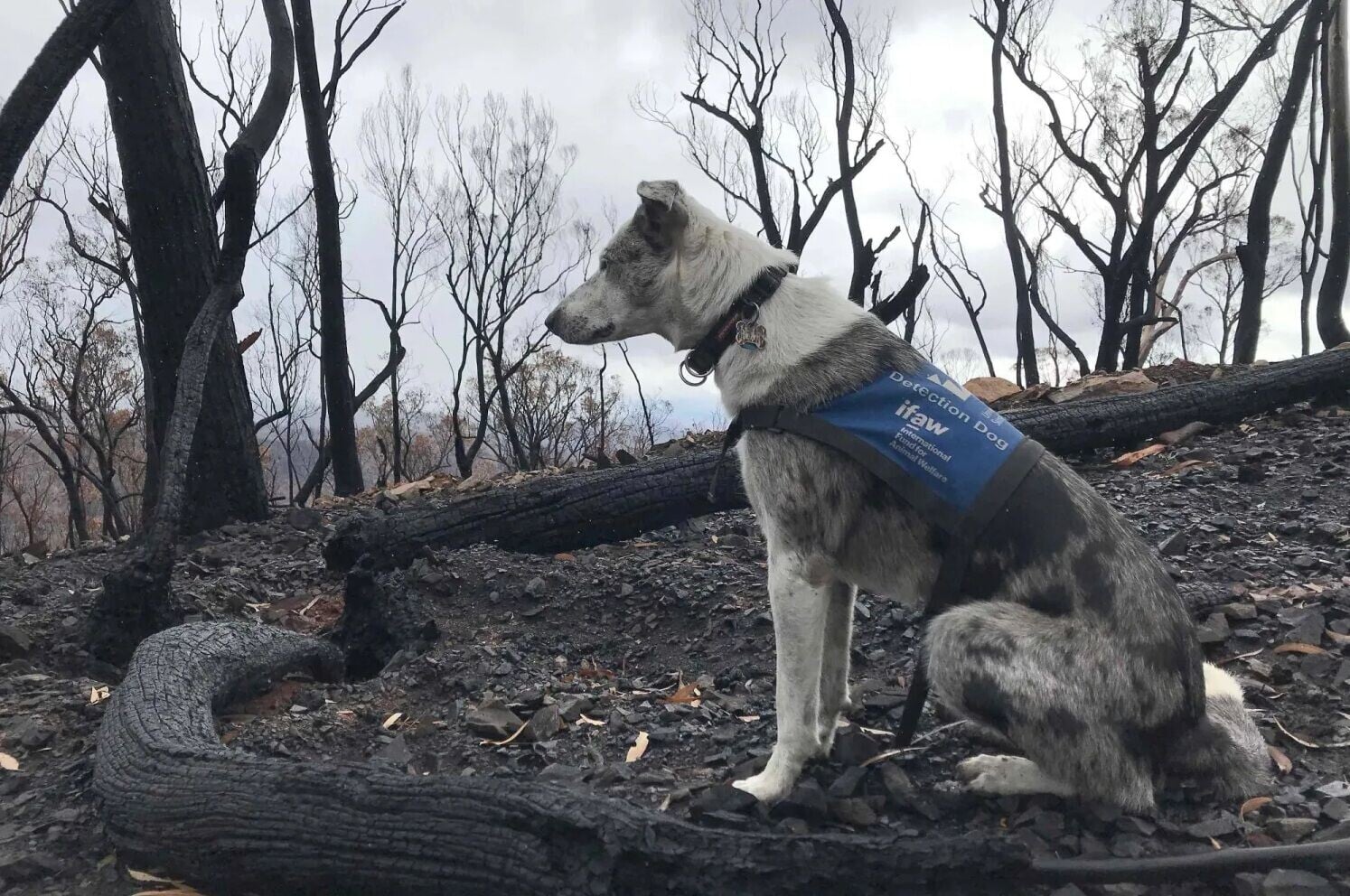 澳洲樹熊搜救犬貝爾