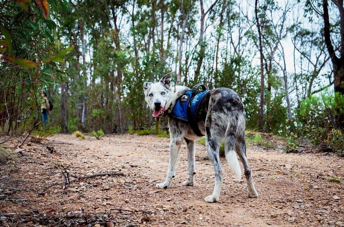 澳洲樹熊搜救犬貝爾