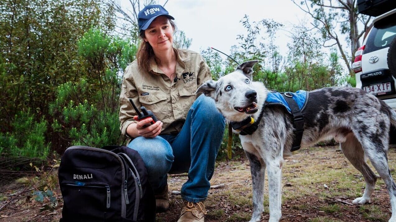 澳洲樹熊搜救犬貝爾