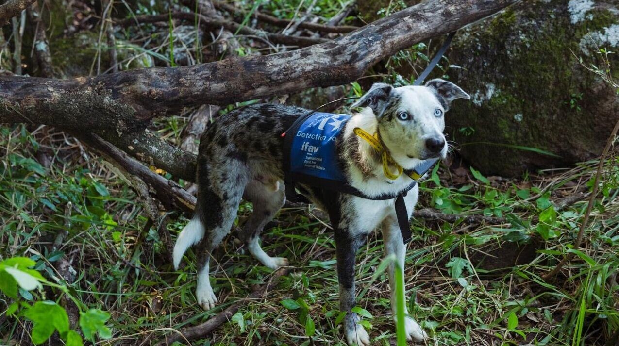 澳洲樹熊搜救犬貝爾
