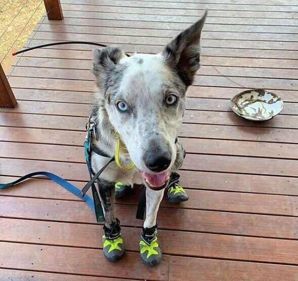 澳洲樹熊搜救犬貝爾