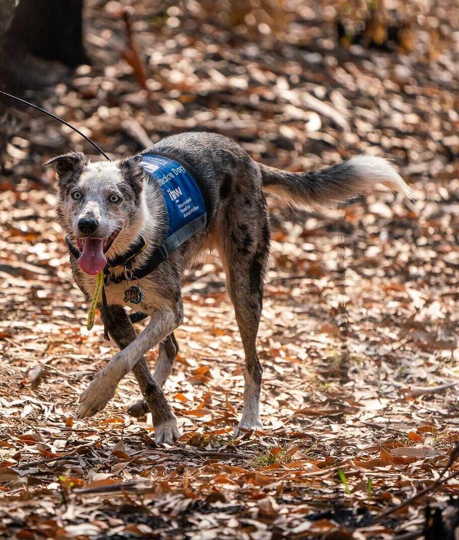 澳洲樹熊搜救犬貝爾