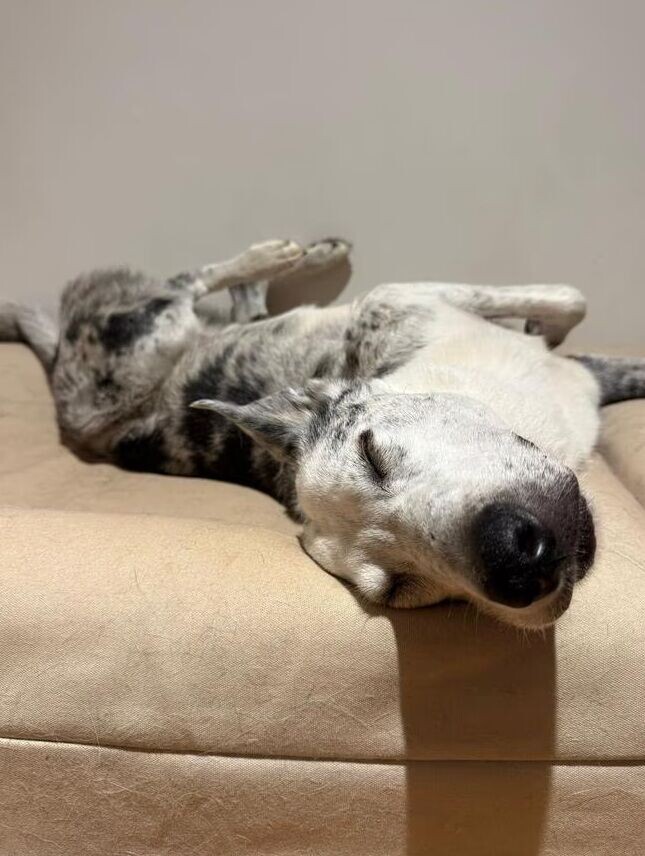澳洲樹熊搜救犬貝爾