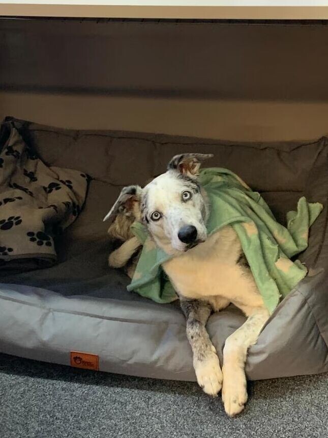 澳洲樹熊搜救犬貝爾